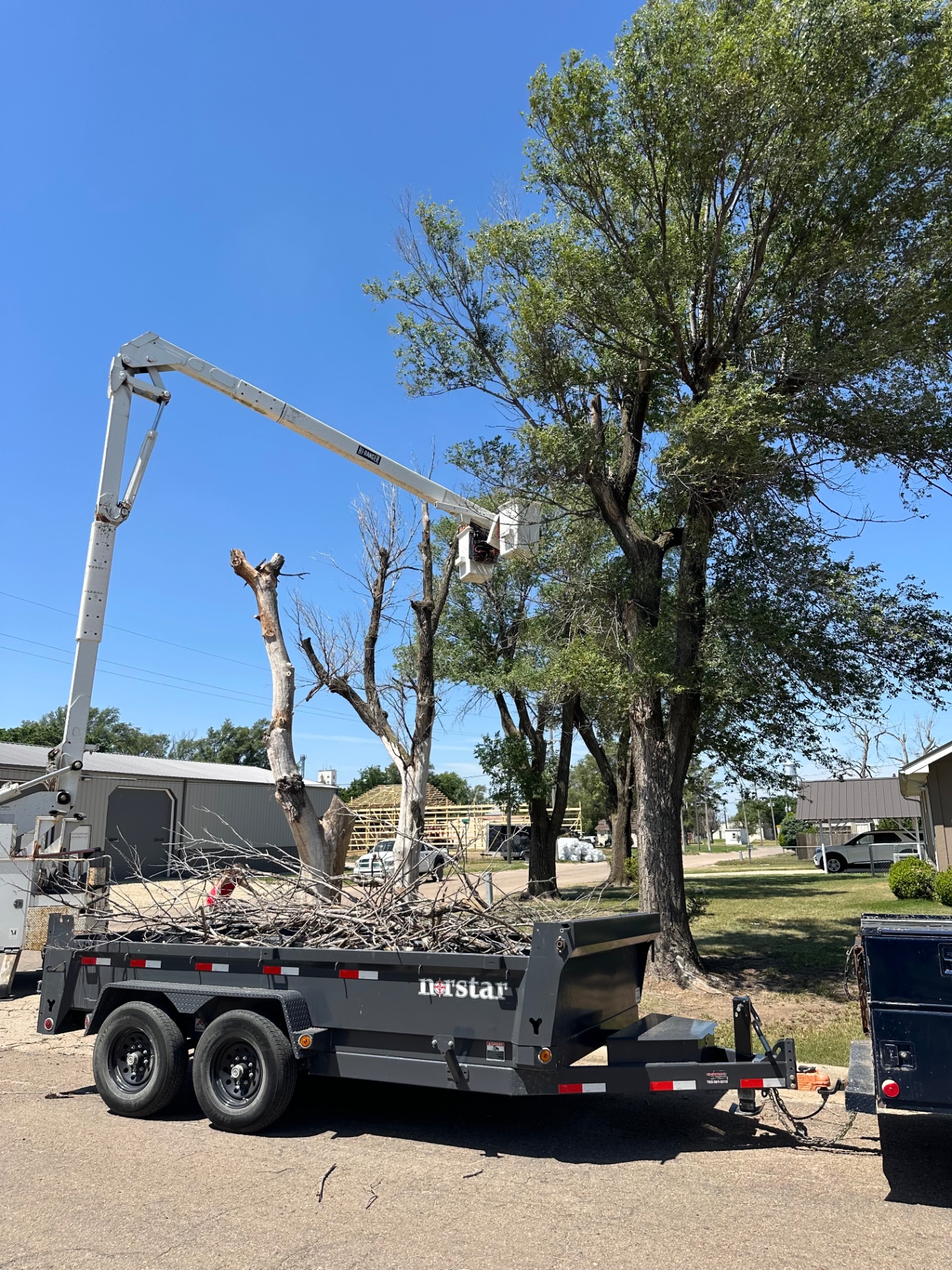 Bucket truck trimming large trees with branches loaded on trailer